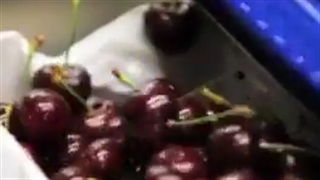 معرفی کسب درآمد میلیاردی از گیلاس کاری