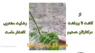 معرفی کسب درآمد میلیاردی از گردوکاری در شهرکرد