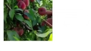 معرفی کسب درآمد میلیاردی از هلوکاری در بابل