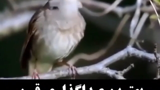 بهترین صدا گذاران قرن