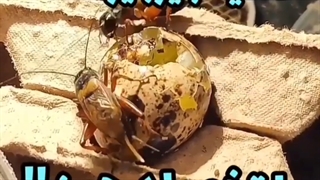 تغذیه جیرجیرک - غذای جیرجیرک