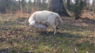 فیلم زایمان گوسفندان دو قلو