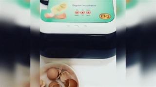 دستگاه جوجه کشی ۱۲ تایی معمولی 09190946278