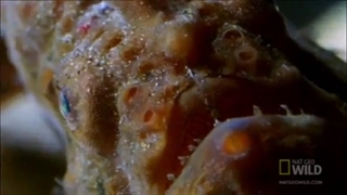 فروگ فیش Frog fish 