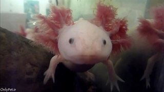 لحظاتی با سمندر ماهی مکزیکی × Axolotl •°