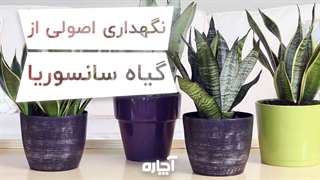 نحوه نگهداری از گیاه سانسوریا | آچاره