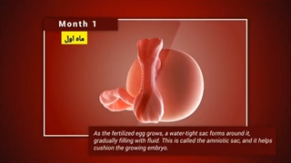 روند رشد جنین در هر ماه از بارداری!
