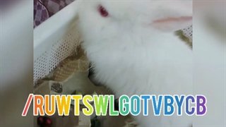 عکس خرگوش خاص