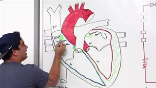 Cardiovascular | Electrophysiology | Intrinsic Cardiac Conduction System