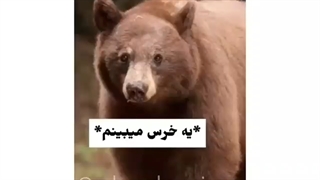 اگر یه خرس بودم