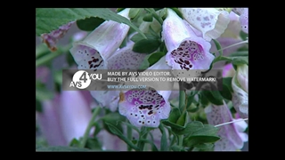 ساخت ویدئو با AVS