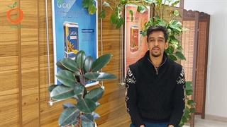 پک کودی مخصوص گل فیکوس