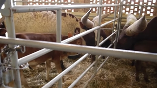 گاوهایی با شاخ های خارق العاده