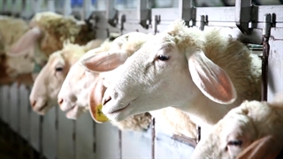 نگهداری نژاد گوسفند آصف