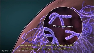 انیمیشن آموزشی: توضیح ساختار سلولی