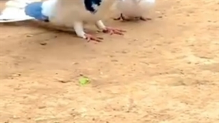 مدح امیرالمومنین علیه السلام