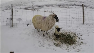 نگهداری از گله گوسفندان در زمستان