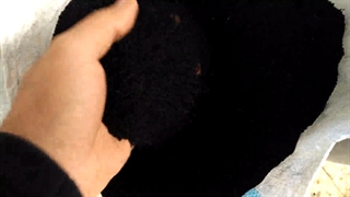 فروش سیاه دانه در شیراز