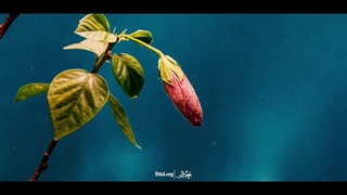 شعرخوانی در رثای حضرت زهرا سلام‌الله علیها