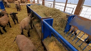 چگونه گوسفندان را پروار کنیم؟