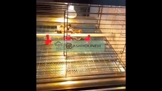 جذابیت پرورش جوجه در قفس