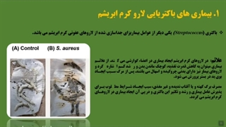 بهداشت و بیماری‌های کرم ابریشم