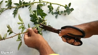 ریشه دار کردن قلمه گل رز