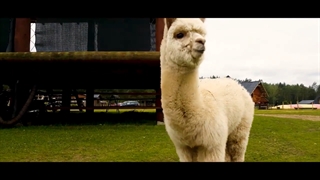 لامایی که موقع عصبانیت تف می‌کند!! | مجله حیوانات خانگی پتسی