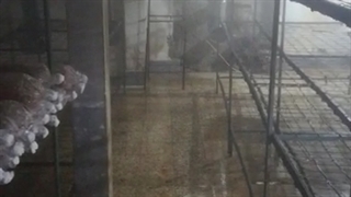 مه پاش کشت قارچ دکمه ای رطوبت ساز پروانه09190951876