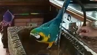 دوش گرفتن طوطی