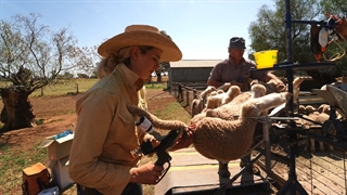 قطع دم گوسفندان بدون درد