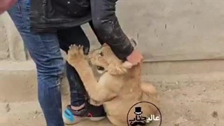 +تکنیک+ترسناک+دامپزشک+هندی+برای+گرفتن+شیر