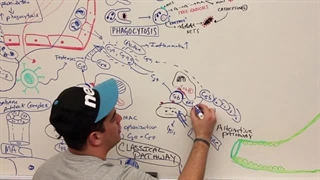 ninja nerd ایمونولوژی قسمت سوم (التهاب پارت سوم) جراحی زیبایی پلک