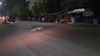 گشت و گذار تمساح آب شور در خیابان های هند در شب