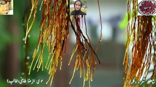 دکلمه غزل ناب توقیع دلبری | شعر خوانی دلنشین حورا سادات علویان | غزلیات شیرین طالب اردبیلی