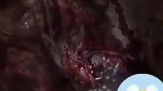 عجایب‌دنیا ایران.گرگ‌آدم‌نما.که‌سرگرگ.وبدن‌آدم