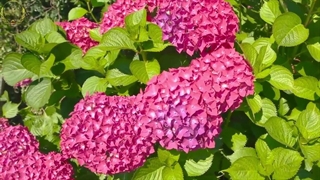 جشن مردادگان