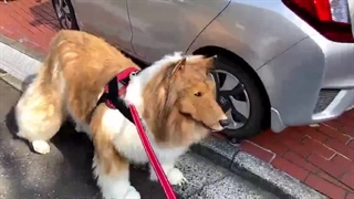 مرد ژاپنی با یک لباس 12 هزار پوندی خودش را تبدیل به سگ کرد