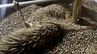 خرید قهوه در کرج