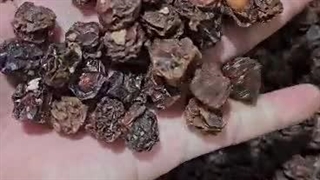 آلوچه خشک امسالی