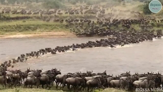 شیر در یک حمله غافلگیرانه ای بوفالو به هوا پرتاب شد