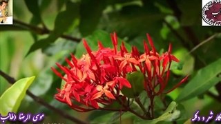 عاشقانه خاص زلف کج مرموز از غزلیات طالب با صدای دلنشین شاعر