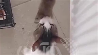 شکار موش غول پیکر رت توسط گربه مادر