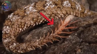 حیوانات نامرئی که دانشمندان رو شگفت زده کردند