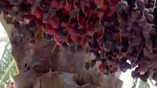 ۷۰ درصد خرمای شهرستان سرباز در جیب دلالان