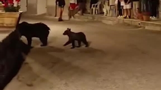 خرس قهوه‌ای در حال انقراض ایتالیایی و توله‌هایش که با شلیک گلوله کشته شد