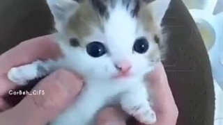 میشه واسه این نمرد