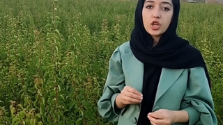 آماده سازی نهال های زردآلو برای پیوند زنی در پالیز نهال