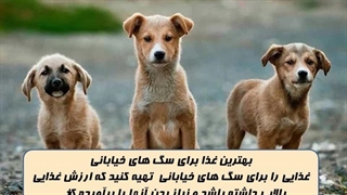 غذای سگ خیابانی