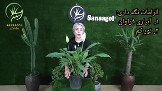 روش نگهداری از گیاه اسپاتی (در 1 دقیقه) |سانا گل